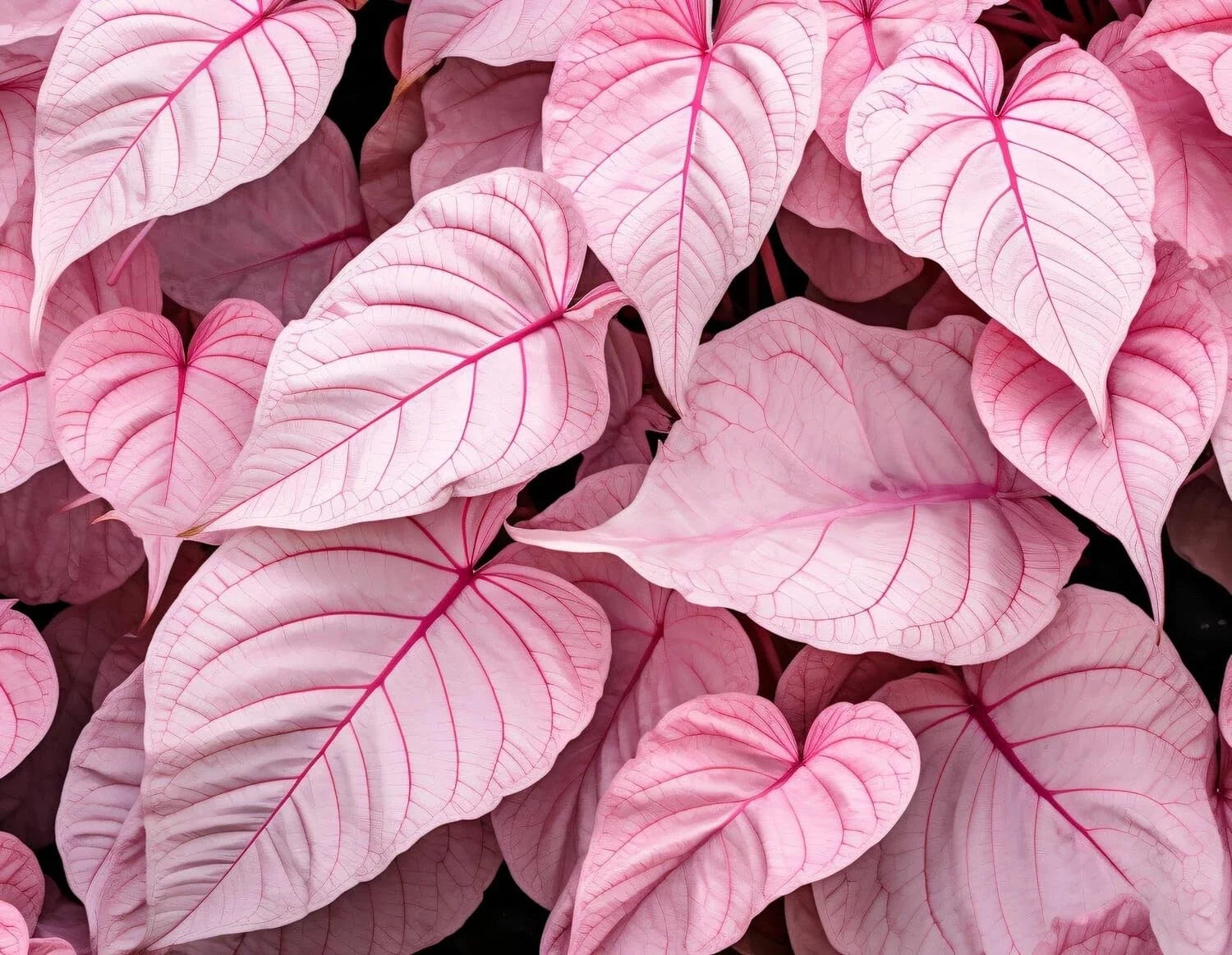 Caladium Bulbs 6 Pack Pinky Swear Variety - Colorful Foliage for Shade Gardens - Caladium bicolor