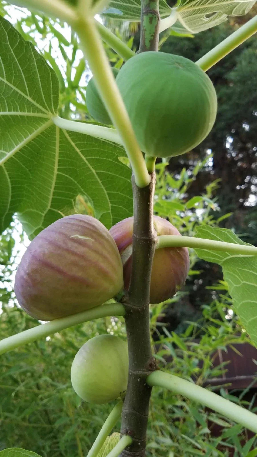 Hardy Fig Tree Cuttings - Fast Growing Self Fertile Ficus carica