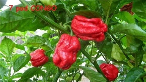 Trinidad SR 7 Pod Congo Red Hot Pepper Seeds, Capsicum chinense, Extreme Heat, Large Fruit, Rare Chili Seeds