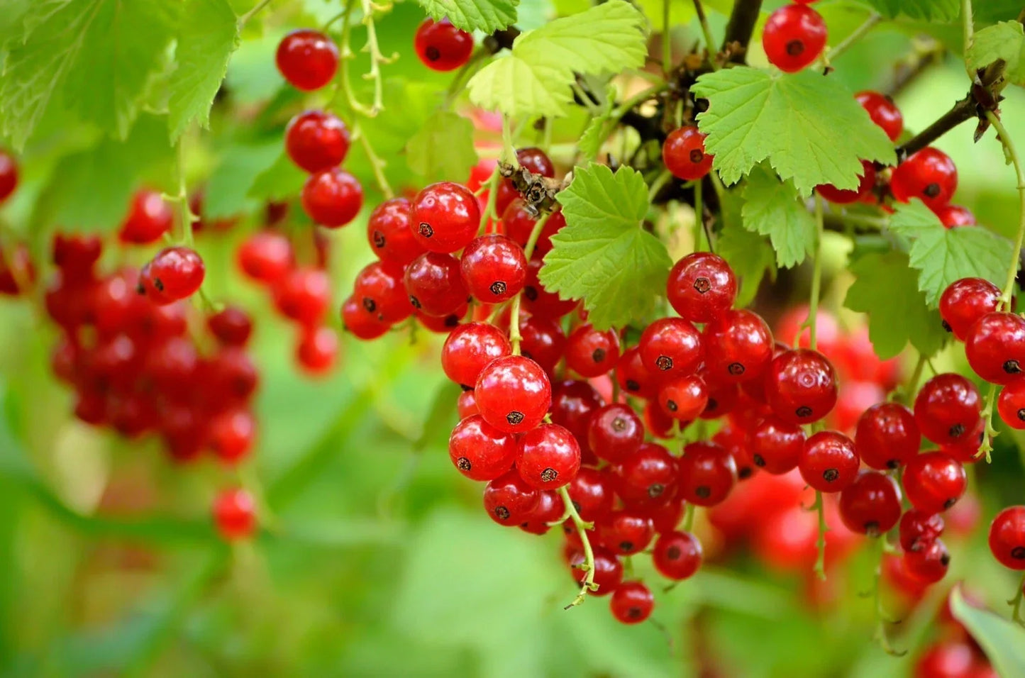 Red Currant Plant - 1 Rooted Shrub, Ribes rubrum, Self-Pollinating, Zones 3-7, Fruit for Jams & Juices