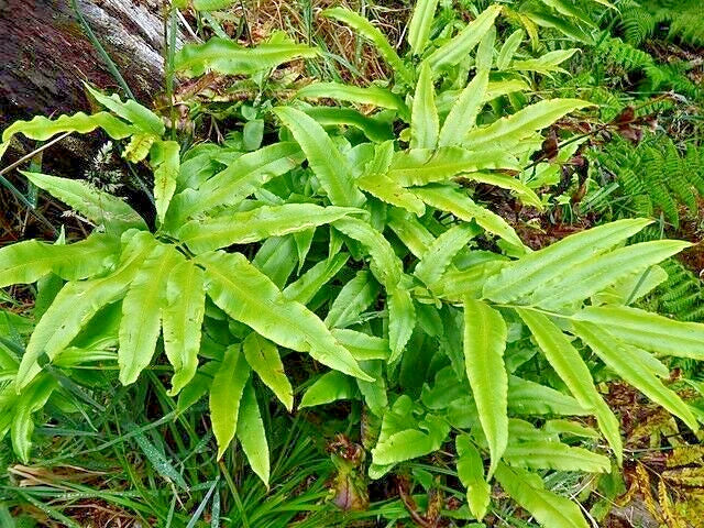 Ribbon Fern Seeds 1000 Count Pteris cretica Hardy to 10°F Shade-Garden Indoor Plant Seeds
