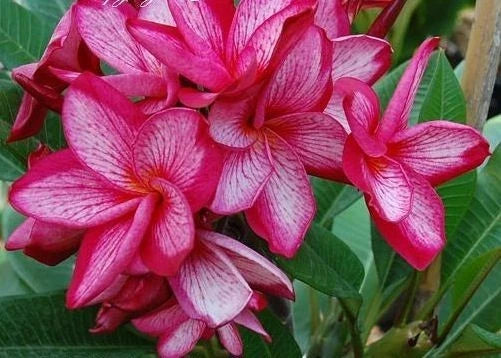 Plumeria Seeds - Pink White Hawaiian Flower Lei - Perennial Tropical Flowers - Plumeria spp.