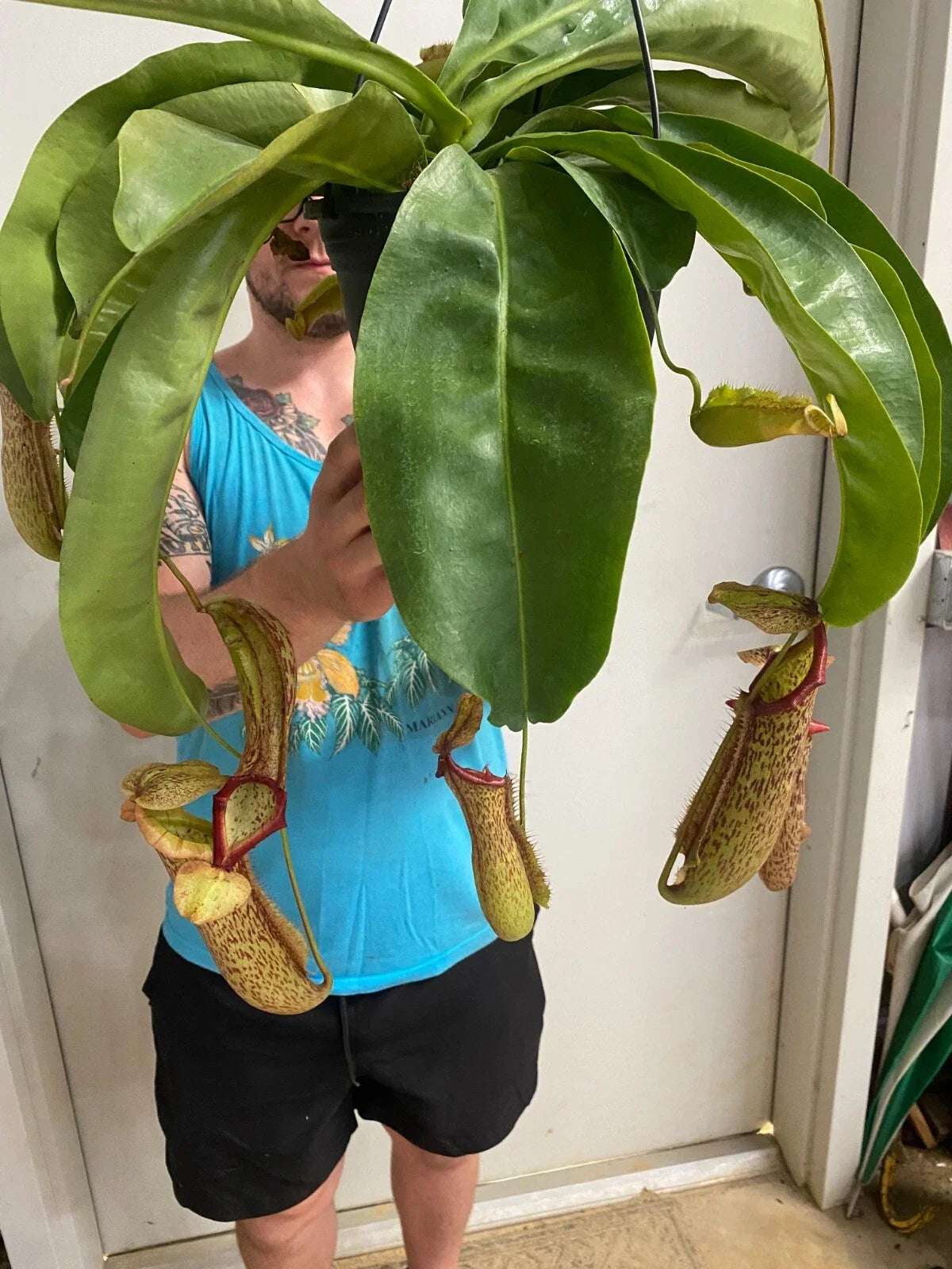 Nepenthes Miranda Pitcher Plant 2.5" Pot Carnivorous Plant with Colorful Pitchers, Indoor or Greenhouse