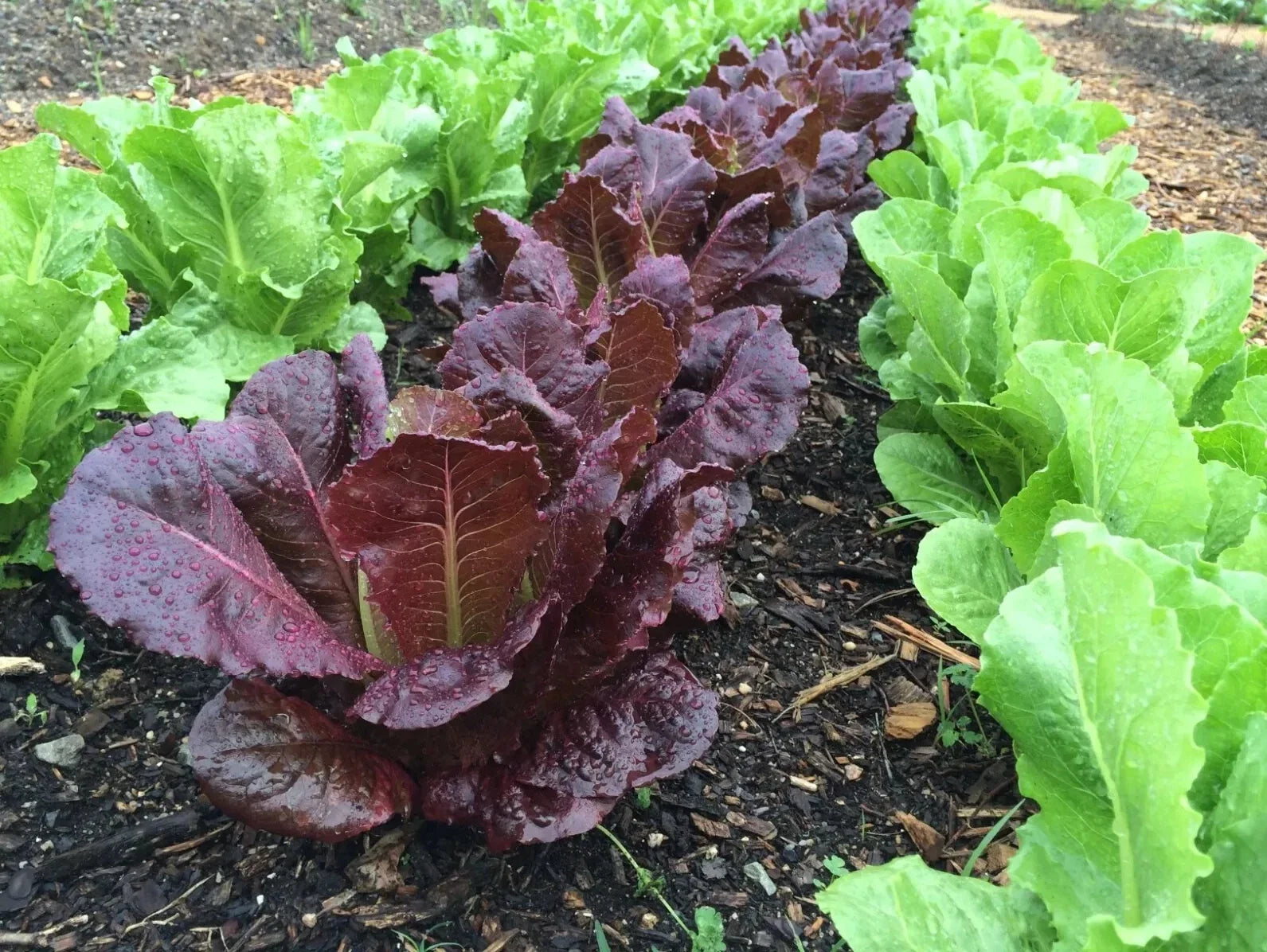 Red Romaine Lettuce Seeds - 500+ Organic Non-GMO Heirloom Lactuca sativa for Home Gardens