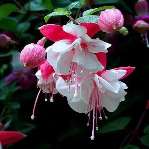 Lantern Plant Seeds - Physalis Alkekengi Mix - Perennial Garden and Home Decor Seeds - 32 Count