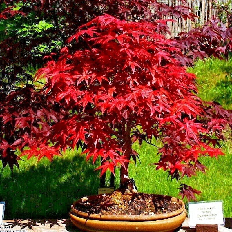 Red Japanese Maple Tree Seeds - 20 Pack, Palmatum atropurpureum, Cold Hardy Bonsai Seeds for Landscaping and Garden Cultivation