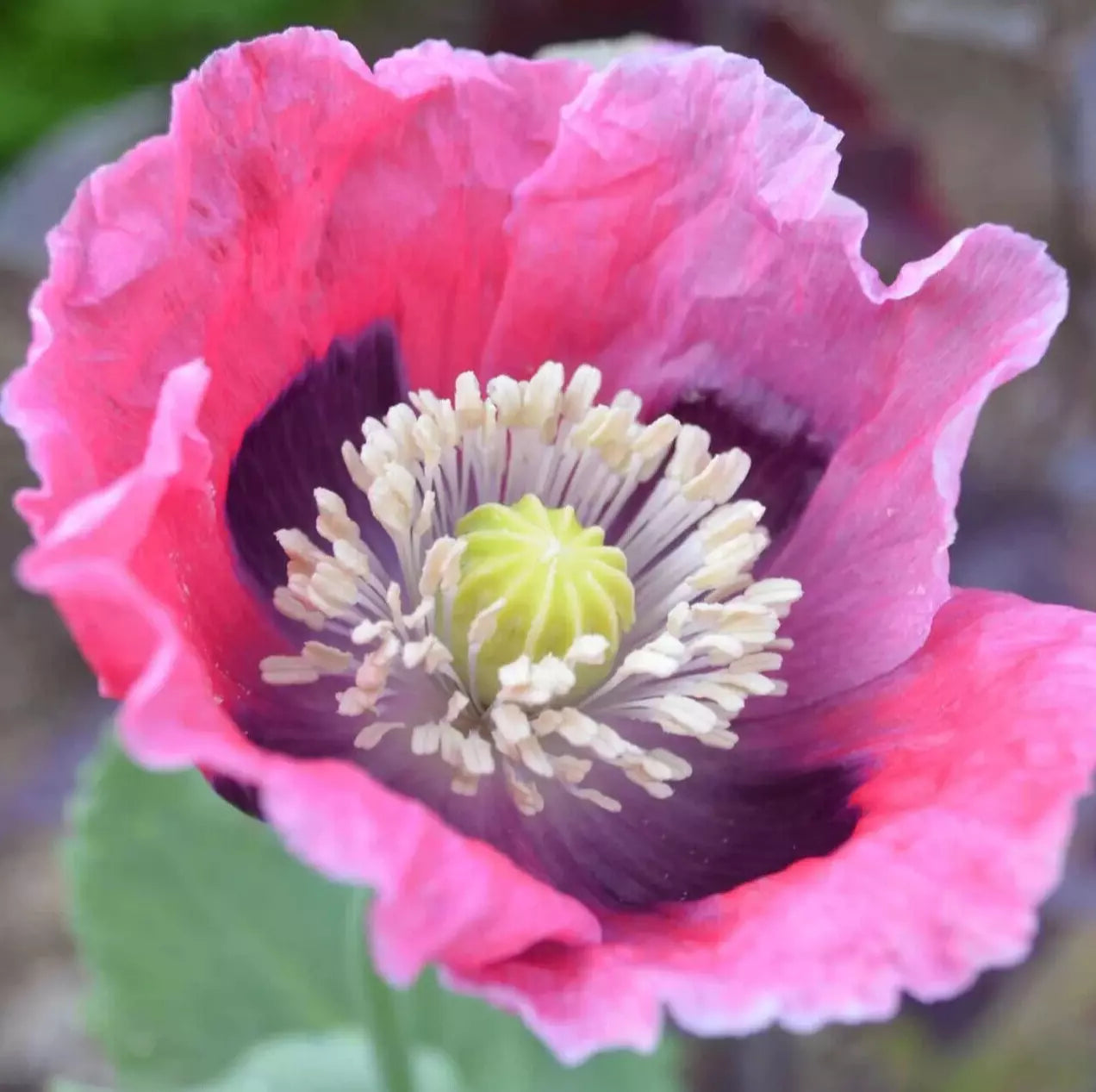 Pepperbox Poppy Seeds - 500+ Pink Red Annual Flowers Papaver somniferum
