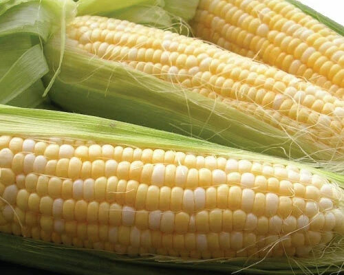 Sweet Corn Seed - Latte Variety, Non-GMO Zea mays, Fresh Seeds for Home Garden, High Yield, Disease Resistant