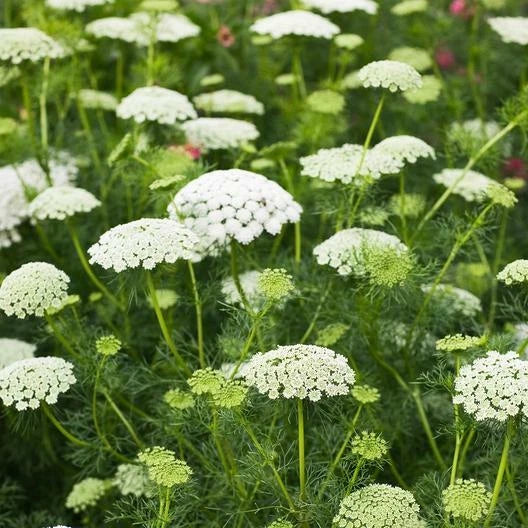 Bishop's Flower Seeds 500 Count Non-GMO Daucus carota False Queen Anne's Lace Wildflower Seeds