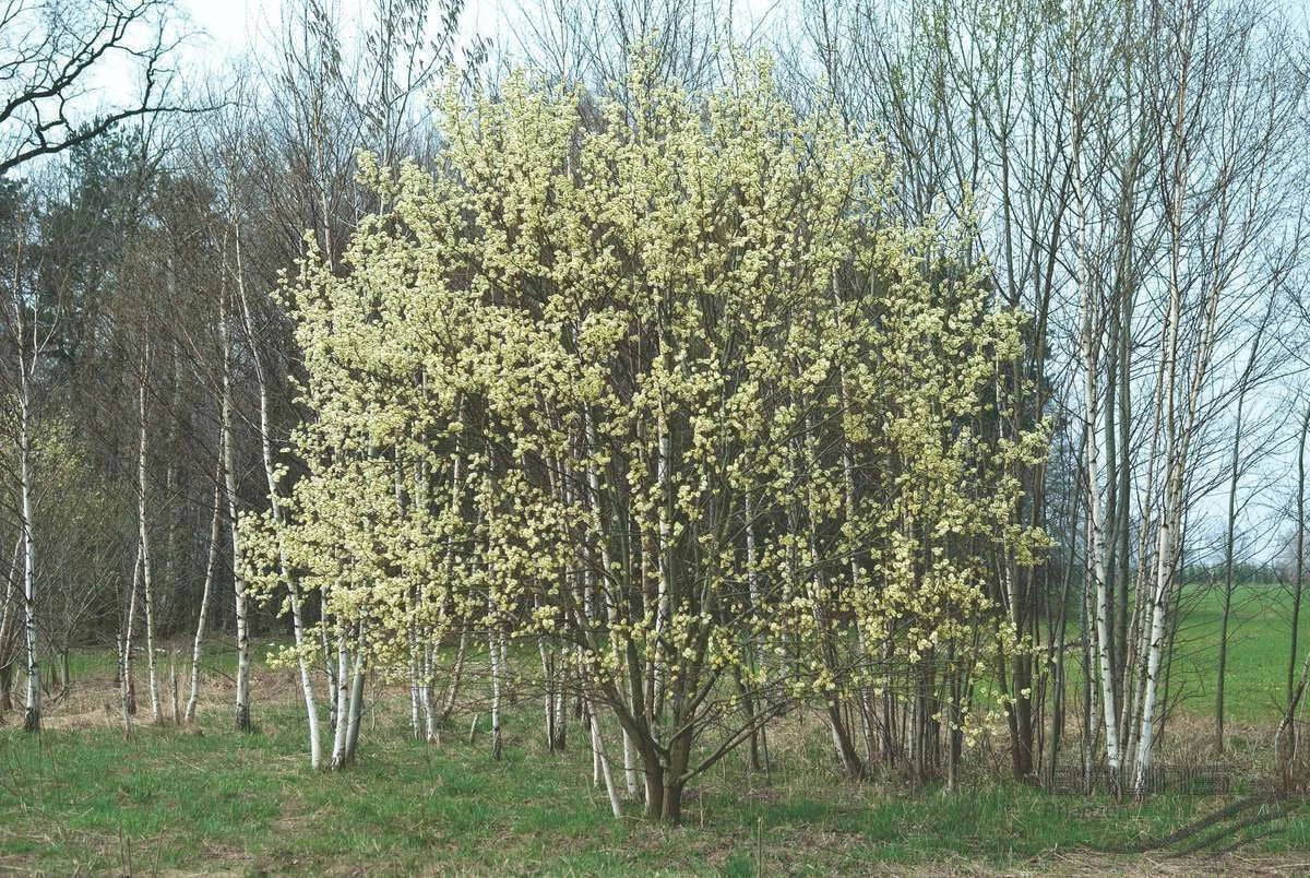 Pink Pussy Willow Live Plant 18+ Inches - Salix discolor 'Rosea' Shrub for Garden, Butterfly & Hummingbird Attraction