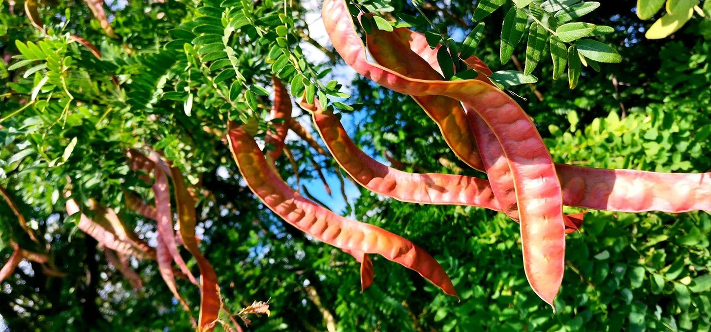 Thornless Honey Locust Seeds - Gleditsia triacanthos var. inermis, Drought-Resistant, Fast-Growing Tree, Planting Seeds, Landscape Tree