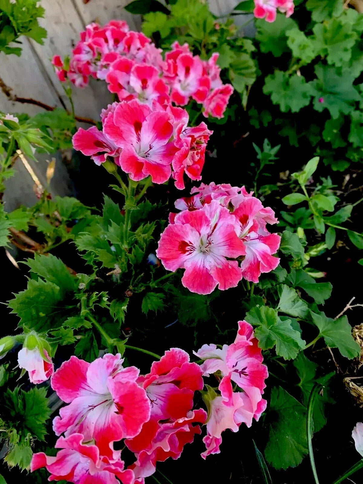 Geranium Live Plant in 3-Inch Pot, Reddish Pink and Maroon Perennial, Pelargonium for Borders, Containers, Garden