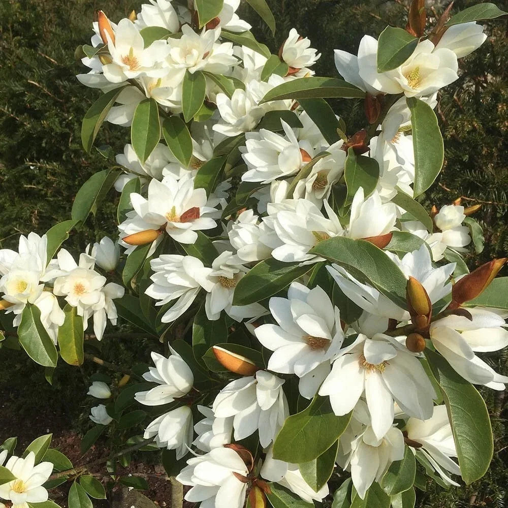 Magnolia Tree - Fairy White Michelia doltsopa - Fragrant White Blooms - Well-Rooted Garden Plant