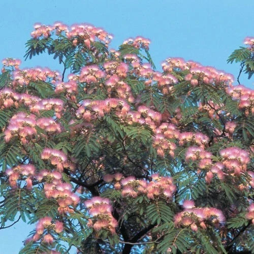 Pink Mimosa Tree Seeds, Albizia Julibrissin, 30+ Seeds, Perennial Flowering Tree for Garden, Pink Fluffy Blooms, Drought Tolerant