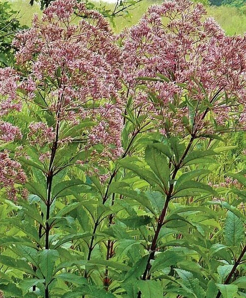 Eutrochium Joe-Pye Weed Seeds - 25 Pack, Native Wildflower, Attracts Pollinators, Hardy Perennial, Eutrochium purpureum