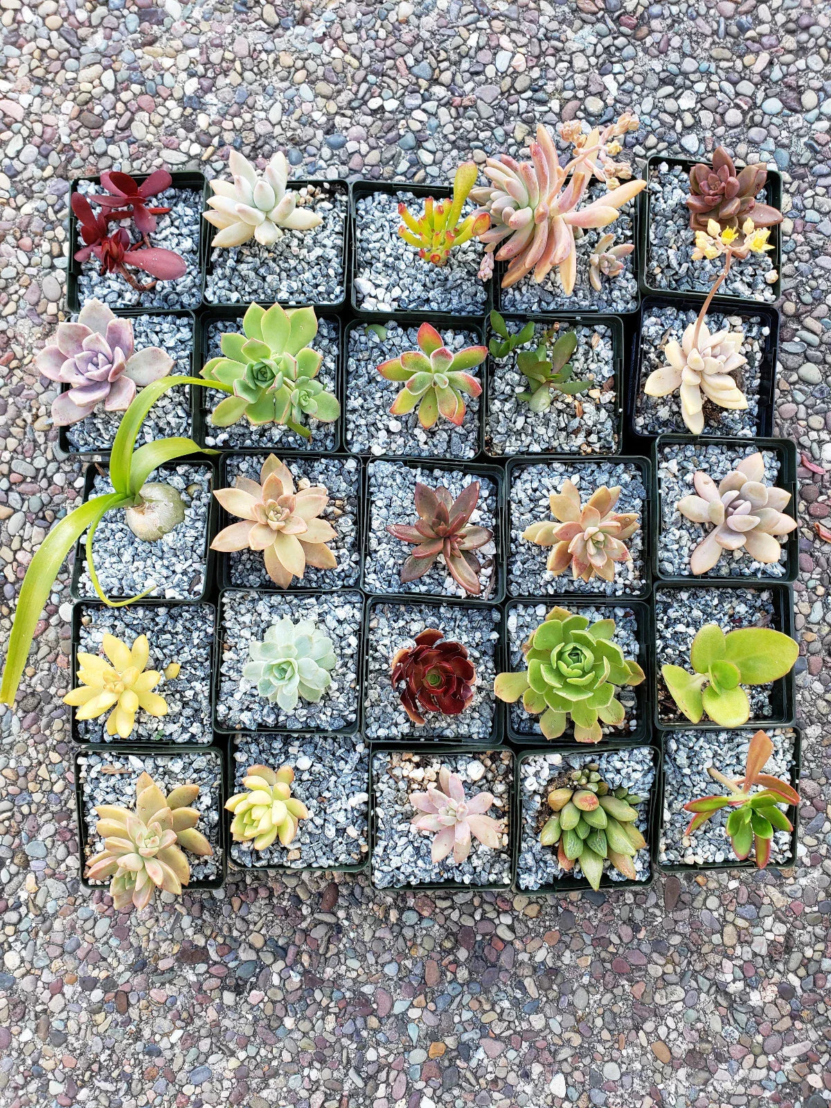Set of 10 Assorted 2" Succulents for Wedding Decor and Floral Design