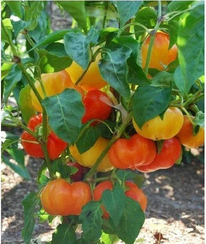 Alma Paprika Seeds - 25 Organic Sweet Red Pepper Seeds Capsicum annuum