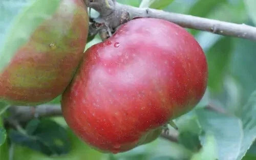 Devonshire Quarrenden Apple Seeds - Heirloom Variety - Malus domestica - 25+ Seeds for Home Garden & Orchard