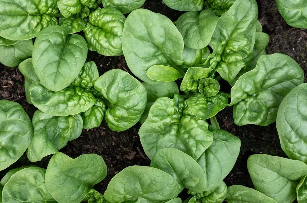 Bloomsdale Spinach Seeds Organic Non-GMO Heirloom Packets for Home Gardening Spinacia oleracea