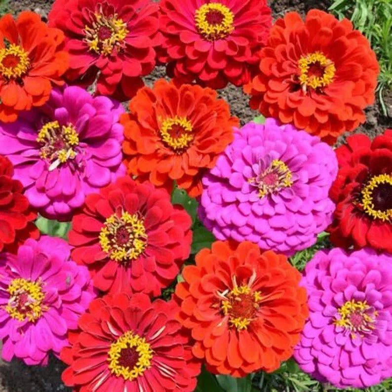 Merlot Zinnia Mix Seeds - 100 Organic Flower Seeds - Zinnia elegans - Vibrant, Pollinator-Friendly, Easy to Grow, USA Grown