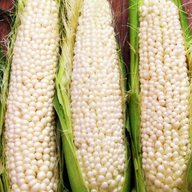 Country Gentleman Sweet Corn Seeds White Shoepeg Heirloom Zea mays for 2025 Planting