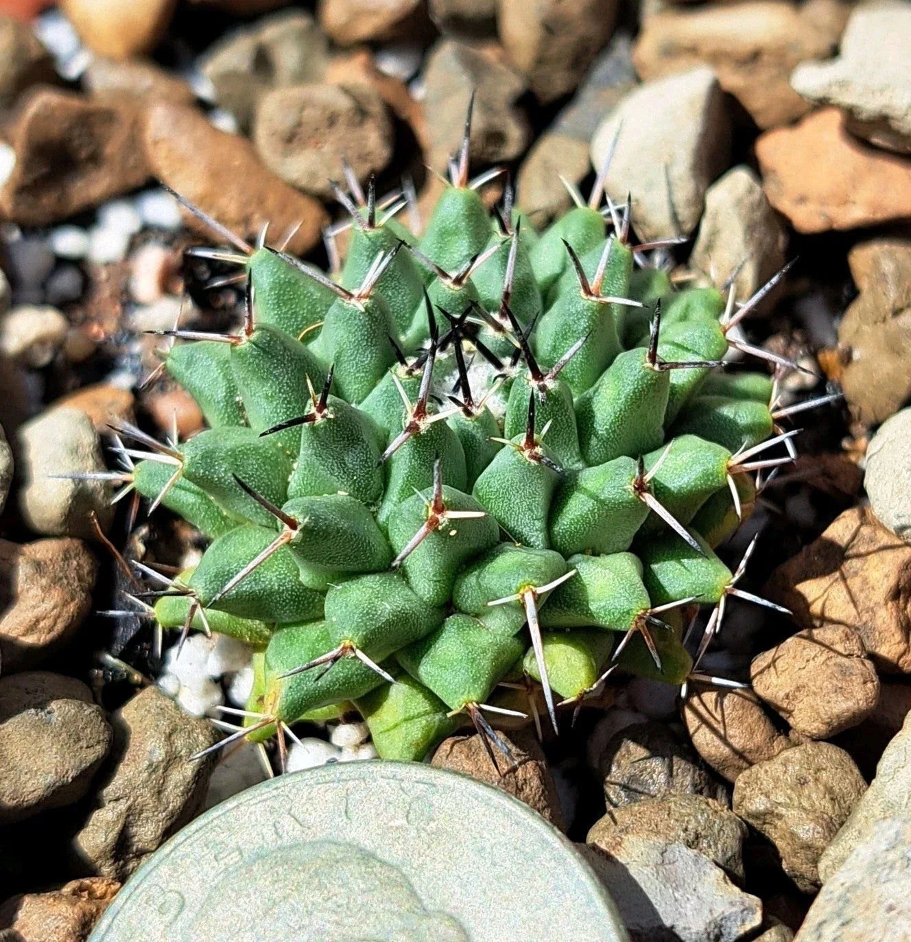 Mammillaria Lloydii Cactus - Bare Root Succulent for Home Decor, Drought Tolerant, Indoor & Outdoor Plant, Cactaceae