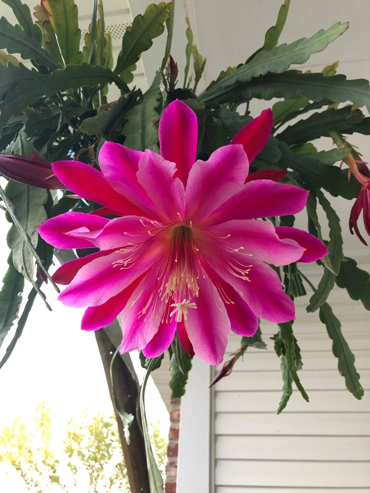Epiphyllum Cuttings - Mystery Color - Succulent Plant Propagation - Epiphyllum spp.