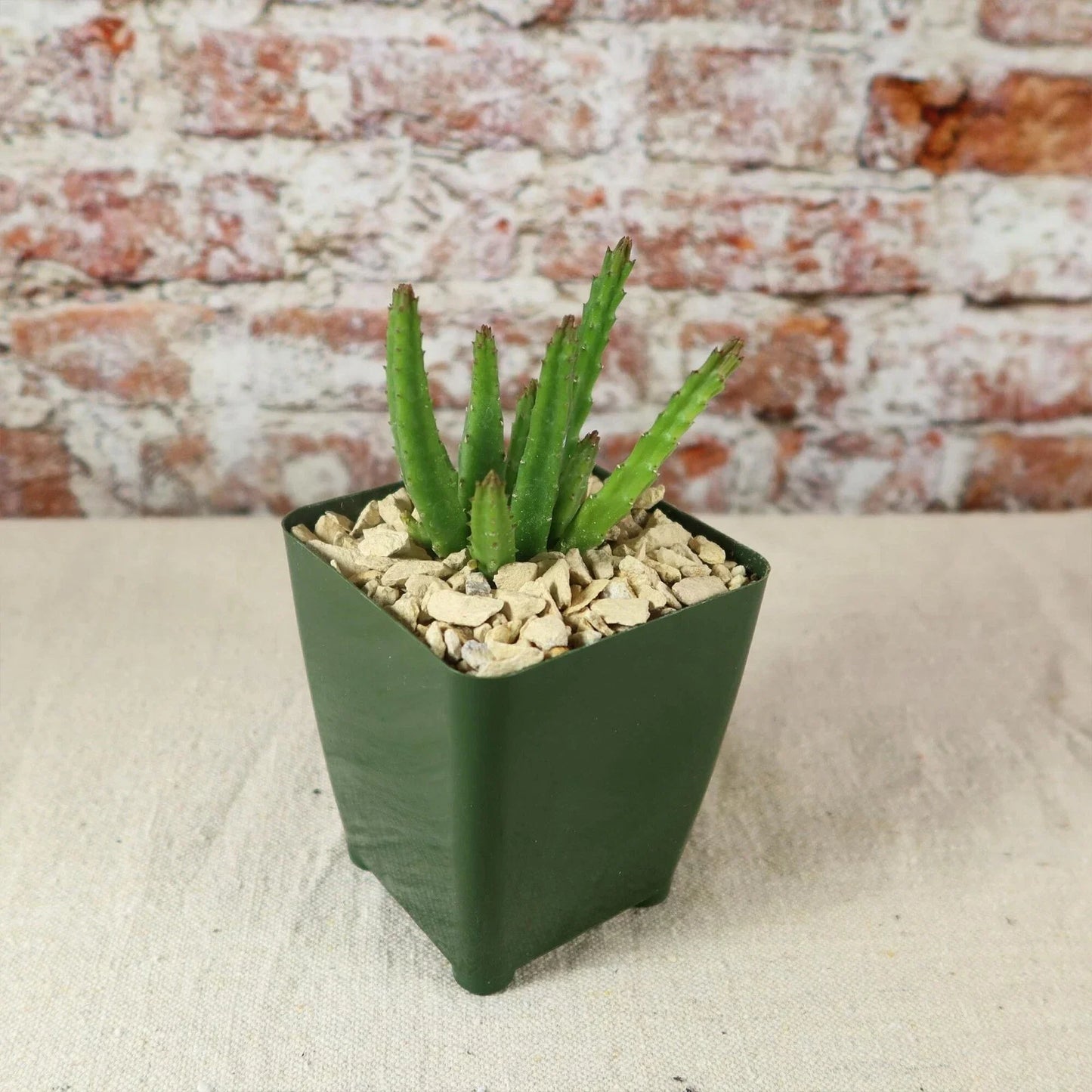 Stapelia scitula Cactus Plant - Live Succulent in 4-Inch Pot with Starfish Flowers - Easy Care Indoor or Outdoor Houseplant