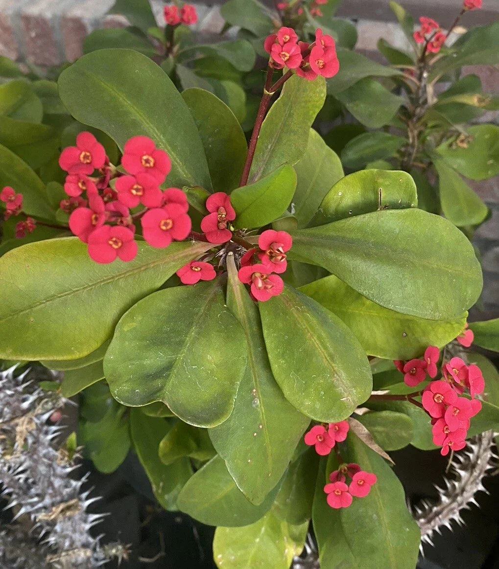 Dwarf Crown of Thorns Cutting - Red Blooms, 7 Inch Euphorbia Milii Imperatae, Indoor/Outdoor Plant