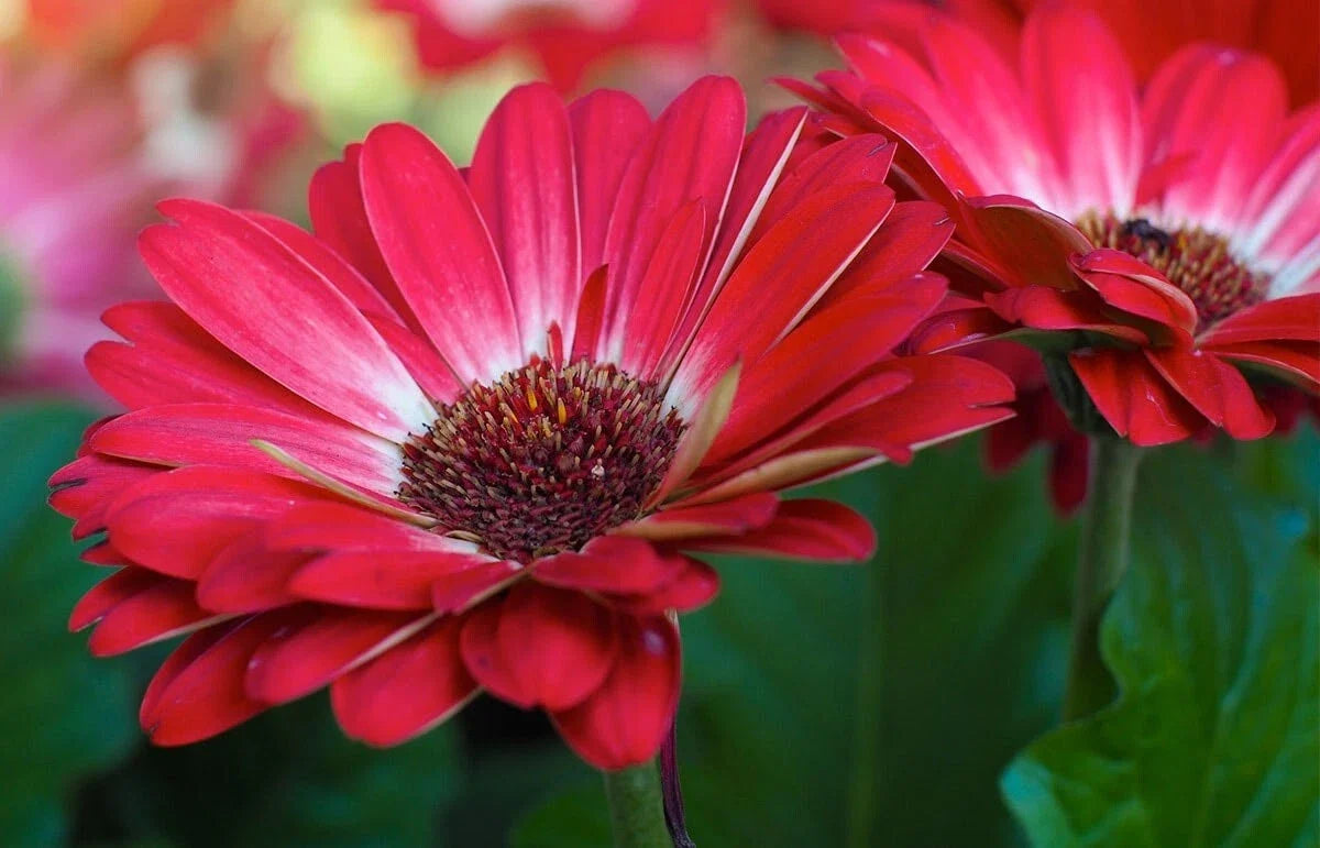 Gerbera Daisy Seeds - 200+ White & Red Variety - Garden Flower Seeds - Gerbera jamesonii