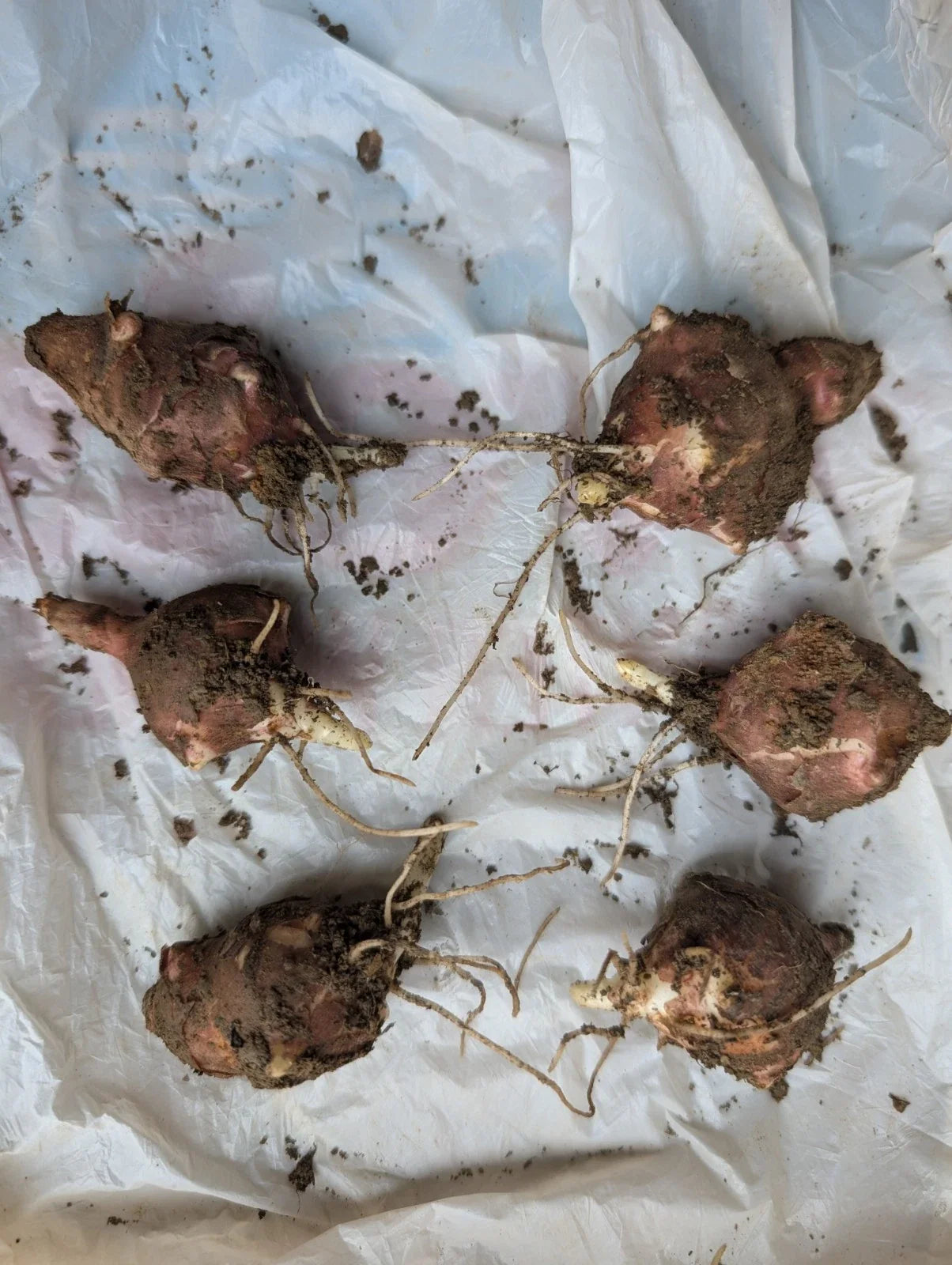 Organic Jerusalem Artichoke Tubers - Helianthus tuberosus, Medium Red, Planting Bulbs for Culinary & Garden Display
