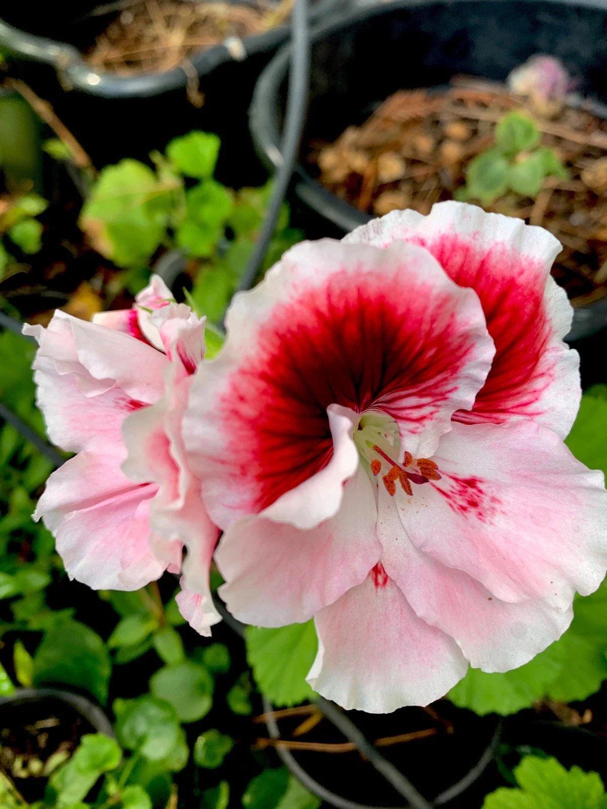 Fresh Geranium Plant Cuttings 3 Pack Pelargonium White & Maroon Center Perennial Propagation