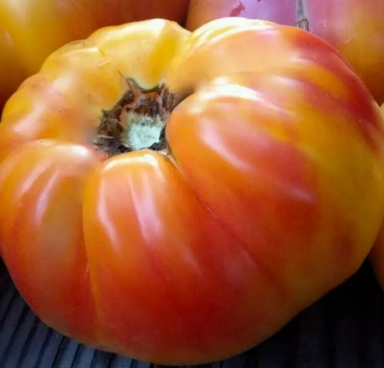 Rainbow Tomato Seeds 50+ Count | Indeterminate Heirloom Solanum lycopersicum
