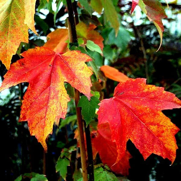 Japanese Maple Tree Seeds - Red Sunset Variety (Acer rubrum) for Landscaping & Bonsai