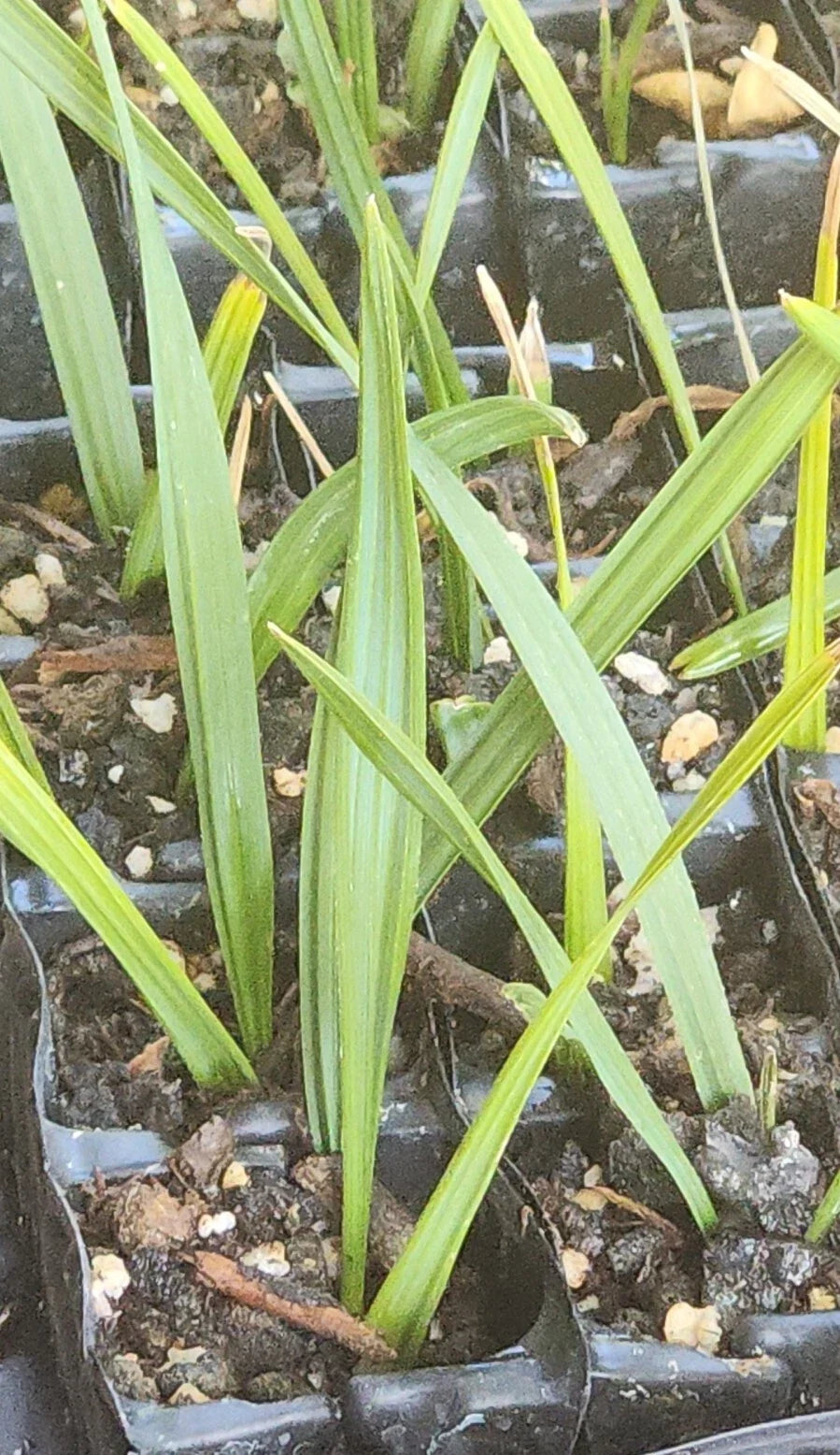 Sabal Palm Tree Sapling – Cabbage Palm, Texas Sabal, 2+ Year Old, Non-Bare Root, Landscaping, Sabal mexicana