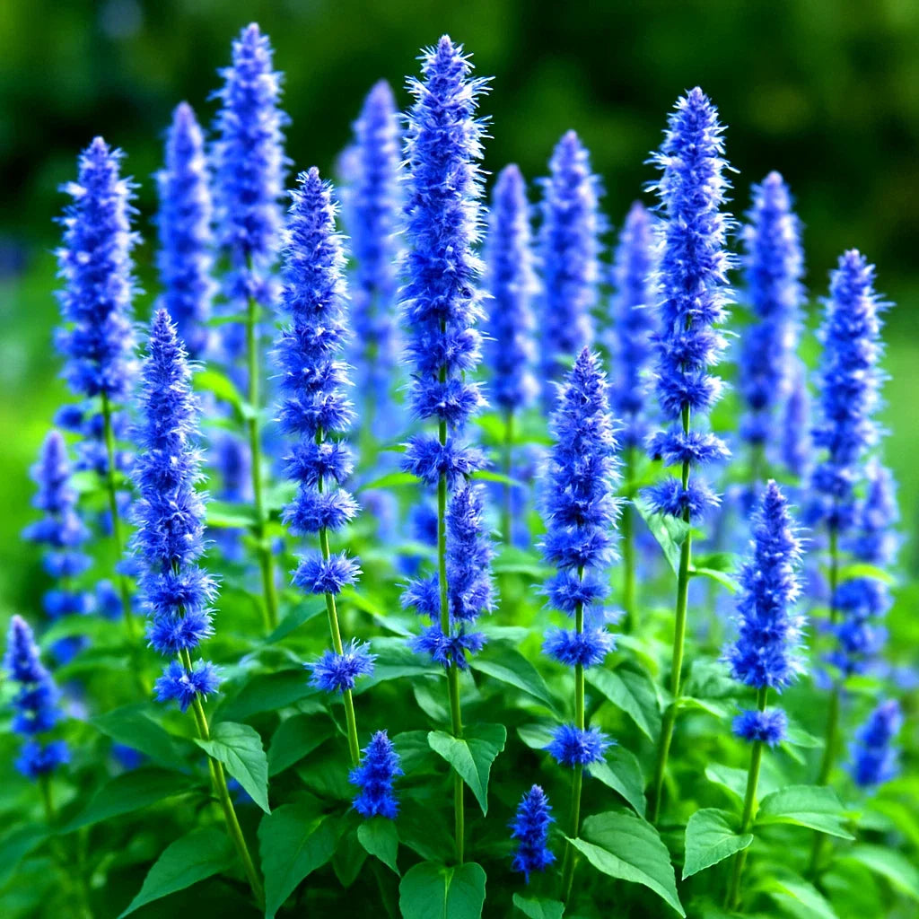 Korean Mint Seeds - Perennial Insect Repellent - Mentha spicata var. crispa - 600+ Seeds for Garden, Culinary & Aromatic Use