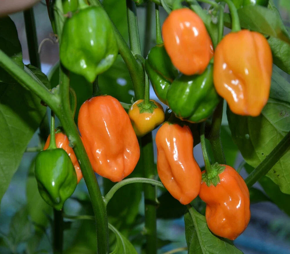 Habanero Pepper Seeds – Spicy Capsicum chinense for Home Gardening, Fresh Pack of 25 Seeds