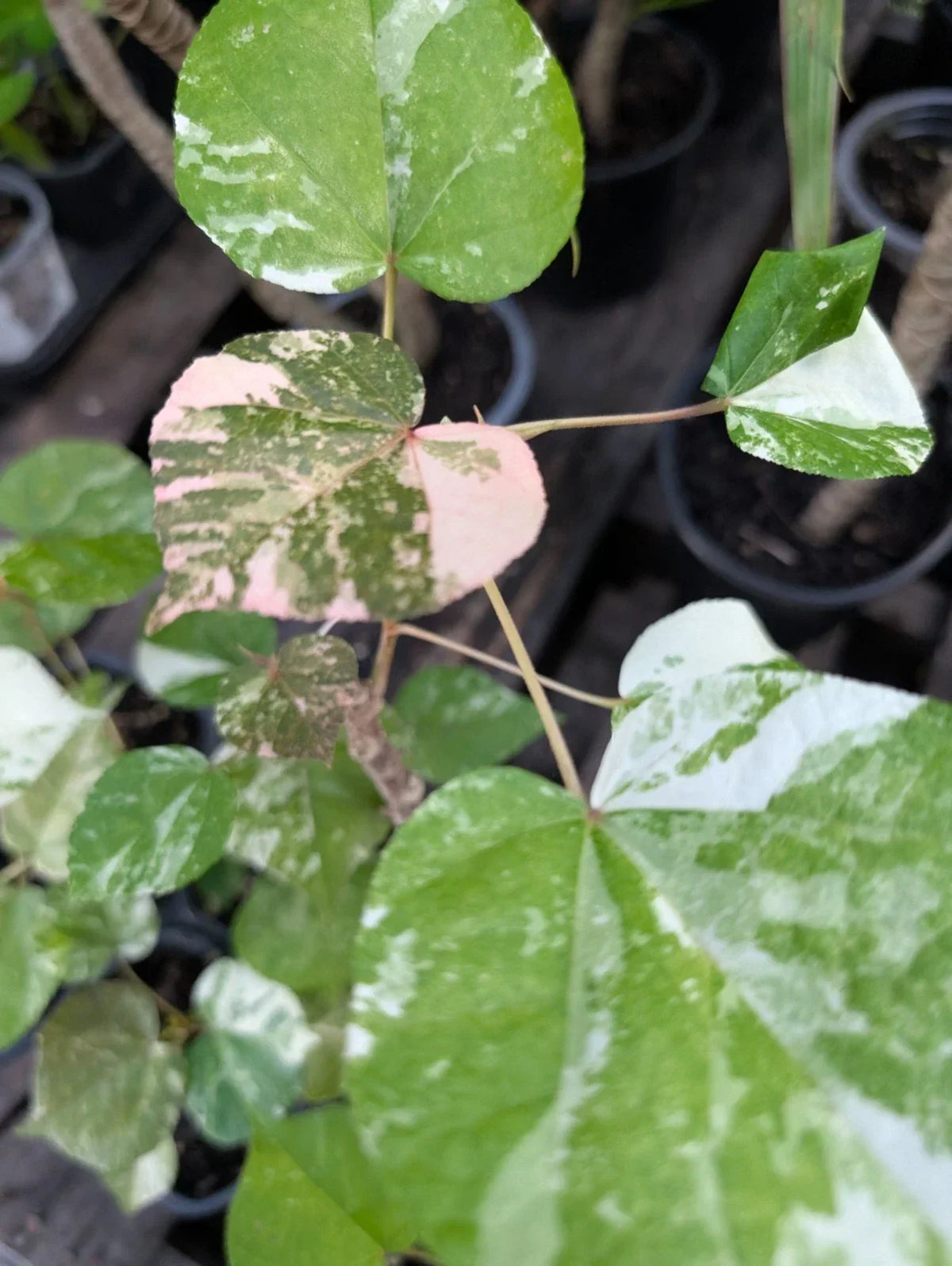 Variegated Mahoe Sea Hibiscus Live Plant - Hibiscus tiliaceus ‘Variegata’ in 4" Pot - Tropical Shrub with Colorful Foliage