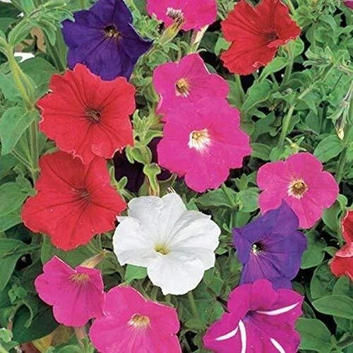 Dwarf Petunia Mix Seeds - 2000+ Petunia Nana Compacta Annual Flower Seeds for Containers & Borders