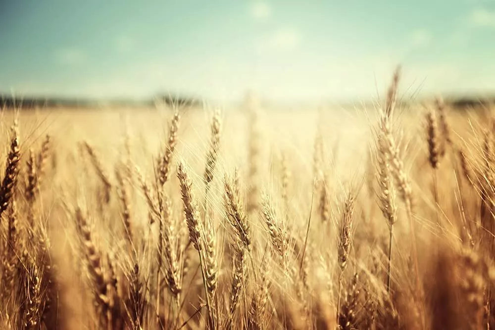 Wheat Cover Crop Seeds - 50 lbs - USA Grown - Triticum aestivum - Soil Improvement, Erosion Control, Organic Farming