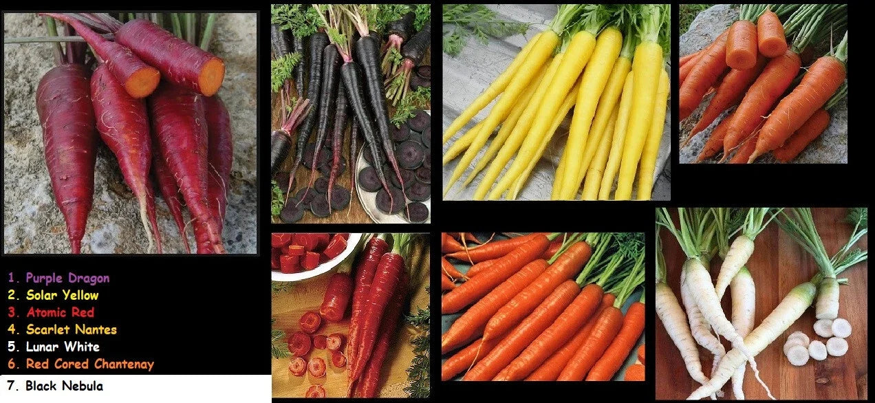 Carrot Seeds Combo Pack – Atomic Red, Chantentay, Purple Dragon, Solar Yellow Nantes – Non-GMO Heirloom Variety
