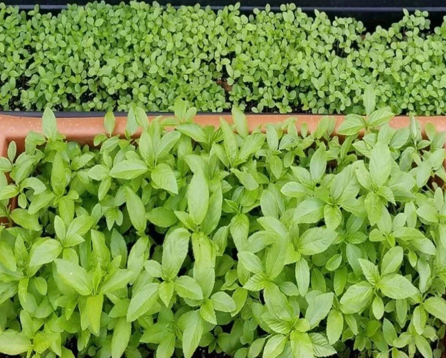 Egyptian Spinach Seeds - 1000+ Saluyot, Jute, Molokhia - Edible Green Leafy Vegetable - Corchorus olitorius