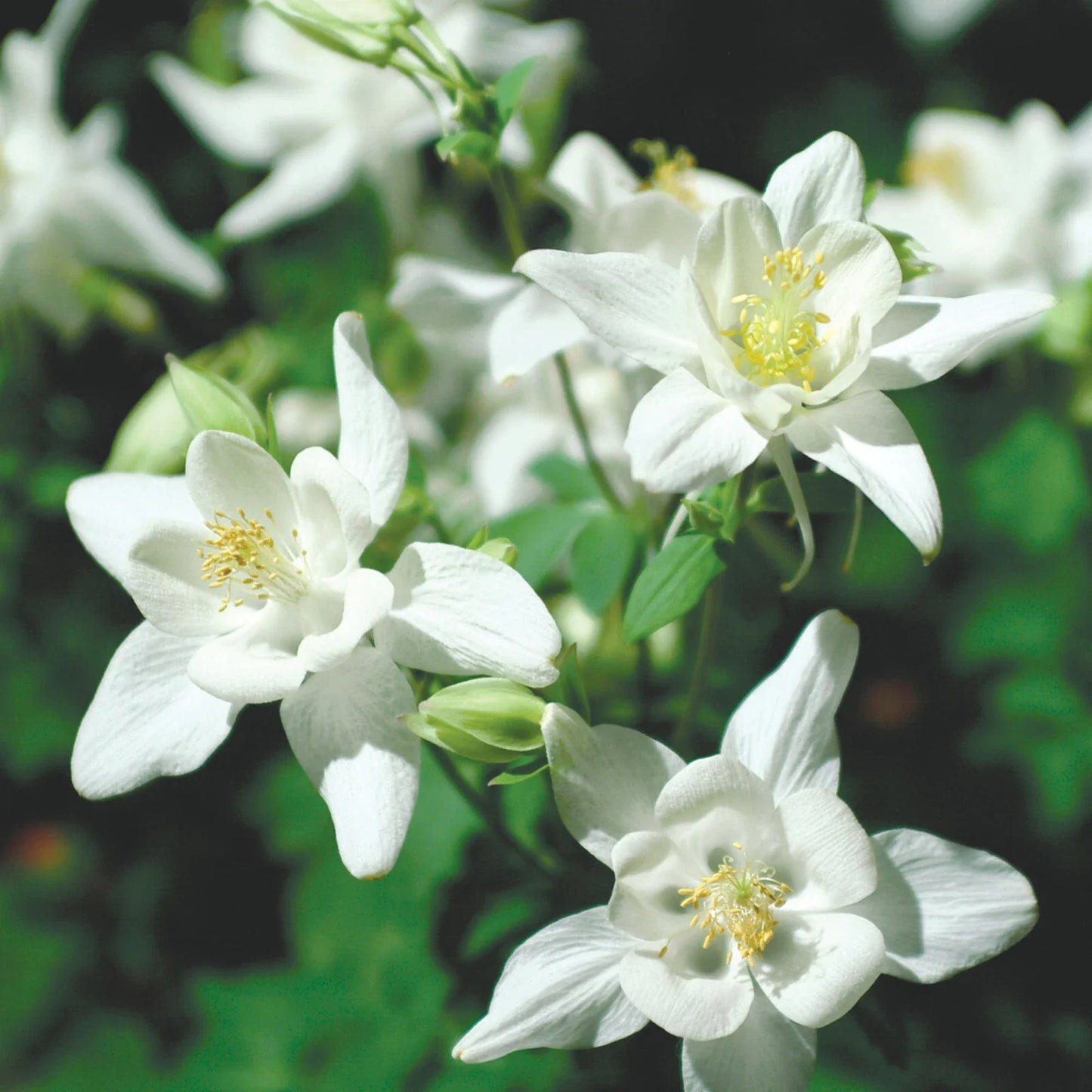 Columbine Seeds - Crystal Star Variety - Non-GMO Aquilegia caerulea Flower Seeds for Garden