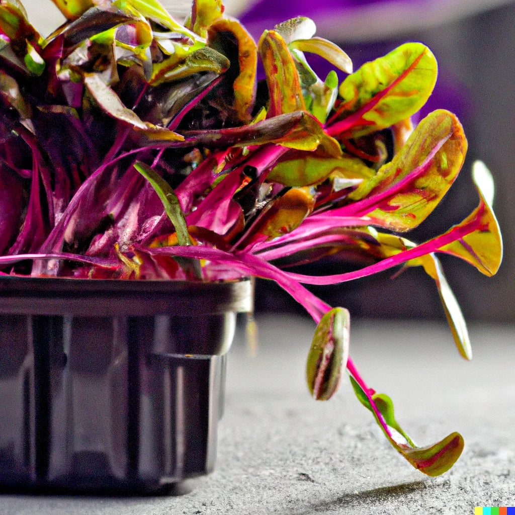 Bulk Swiss Chard Seeds - Magenta Sunset Variety for Microgreens and Gardening Beta vulgaris
