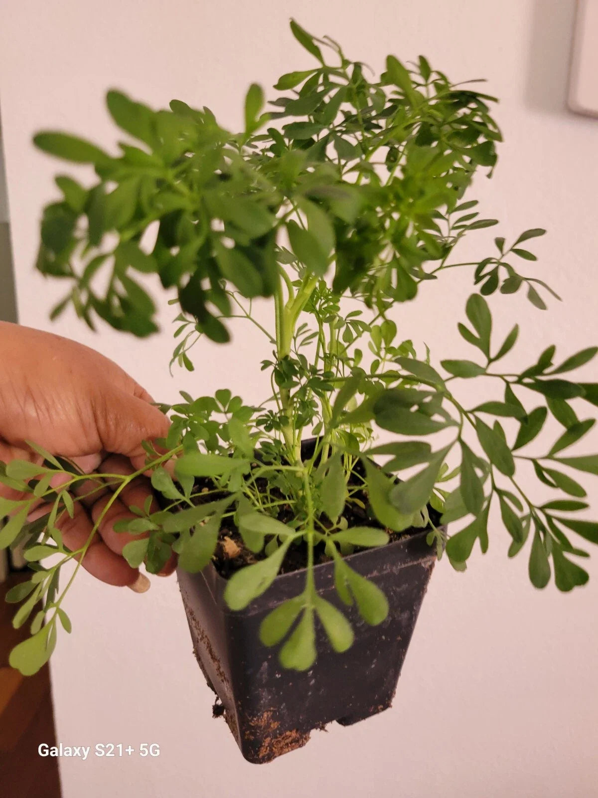 Blue Rue Plant Starter Pack, Ruta graveolens, Lucky and Energy Boosting Indoor/Outdoor Herb Set