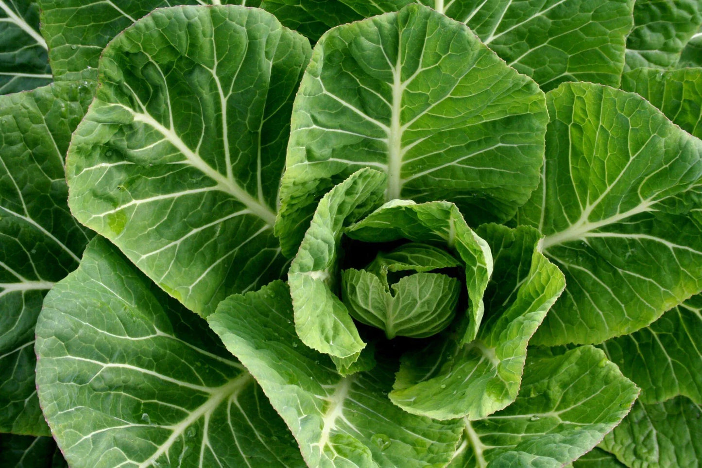 Champion Collard Greens Seeds - 600+ Non-GMO Vegetable Seeds for Home Gardening