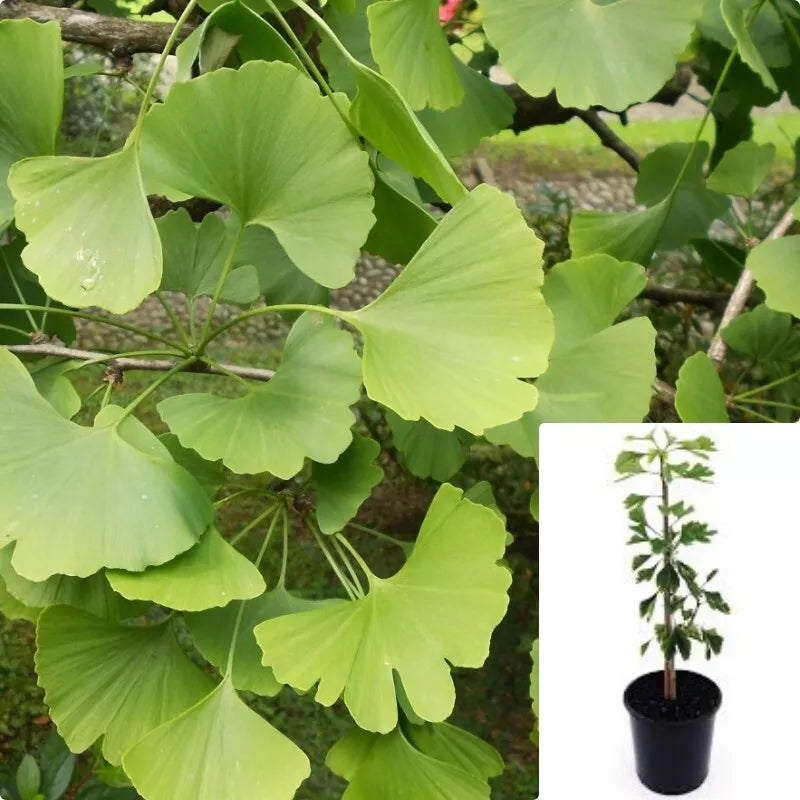 Ginkgo Biloba Live Plant 1 Gallon - Hardy Indoor/Outdoor Maidenhair Tree