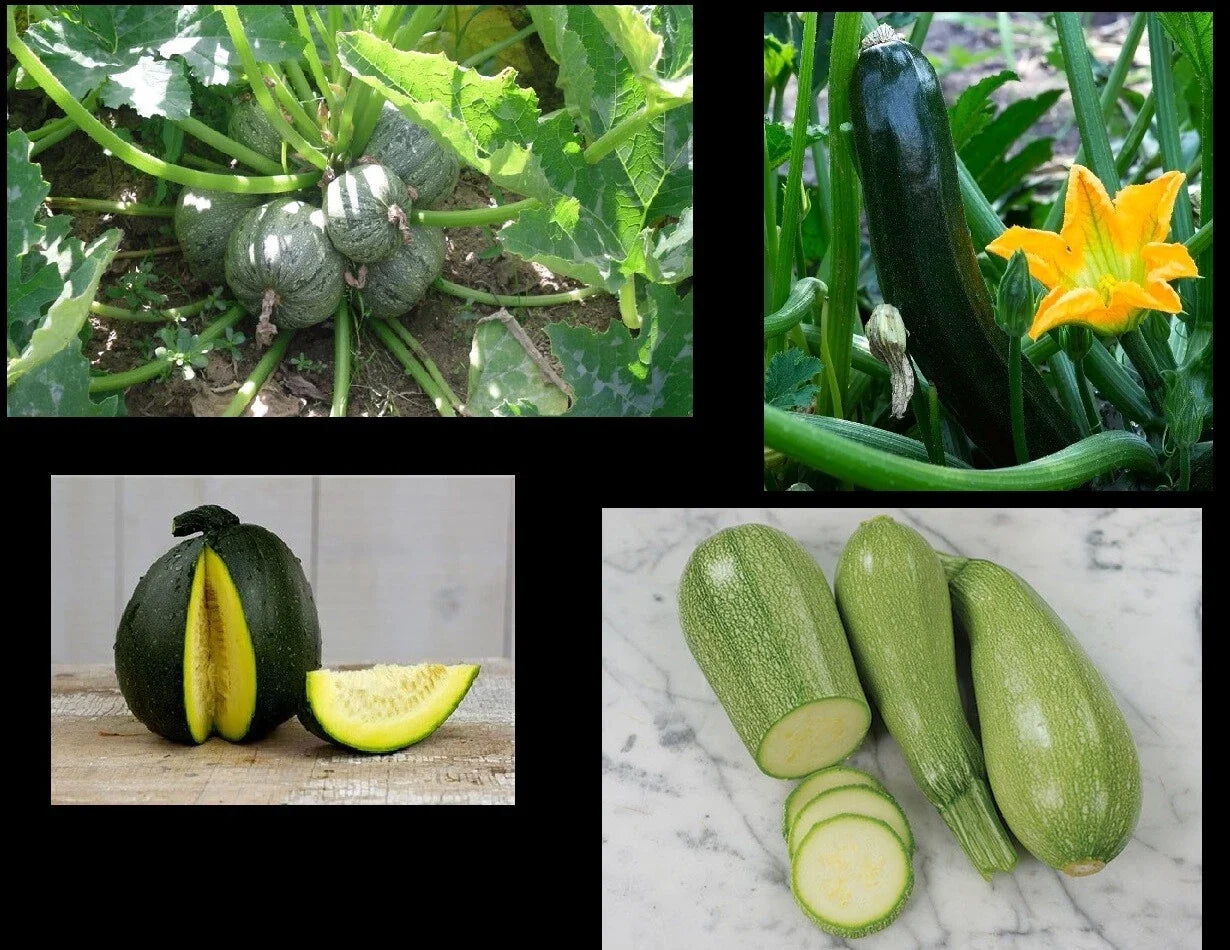 Zucchini Seeds Pack – Black Beauty, Round Grey Tatume, Spineless Green Cucurbita pepo Summer Squash for Gardening