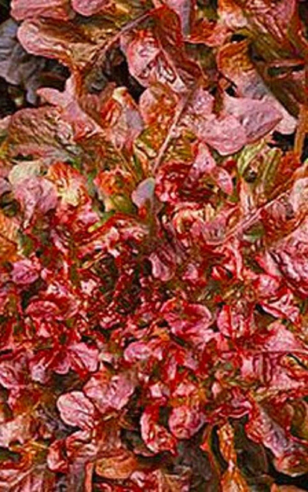 Red Salad Bowl Lettuce Seeds 500+ Non-GMO Heirloom Lactuca sativa for Home Gardening, Salad Greens