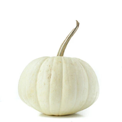 White Ghost Pumpkin Seeds - 25+ Non-GMO Cucurbita pepo for Garden Planting, Halloween & Fall Decor